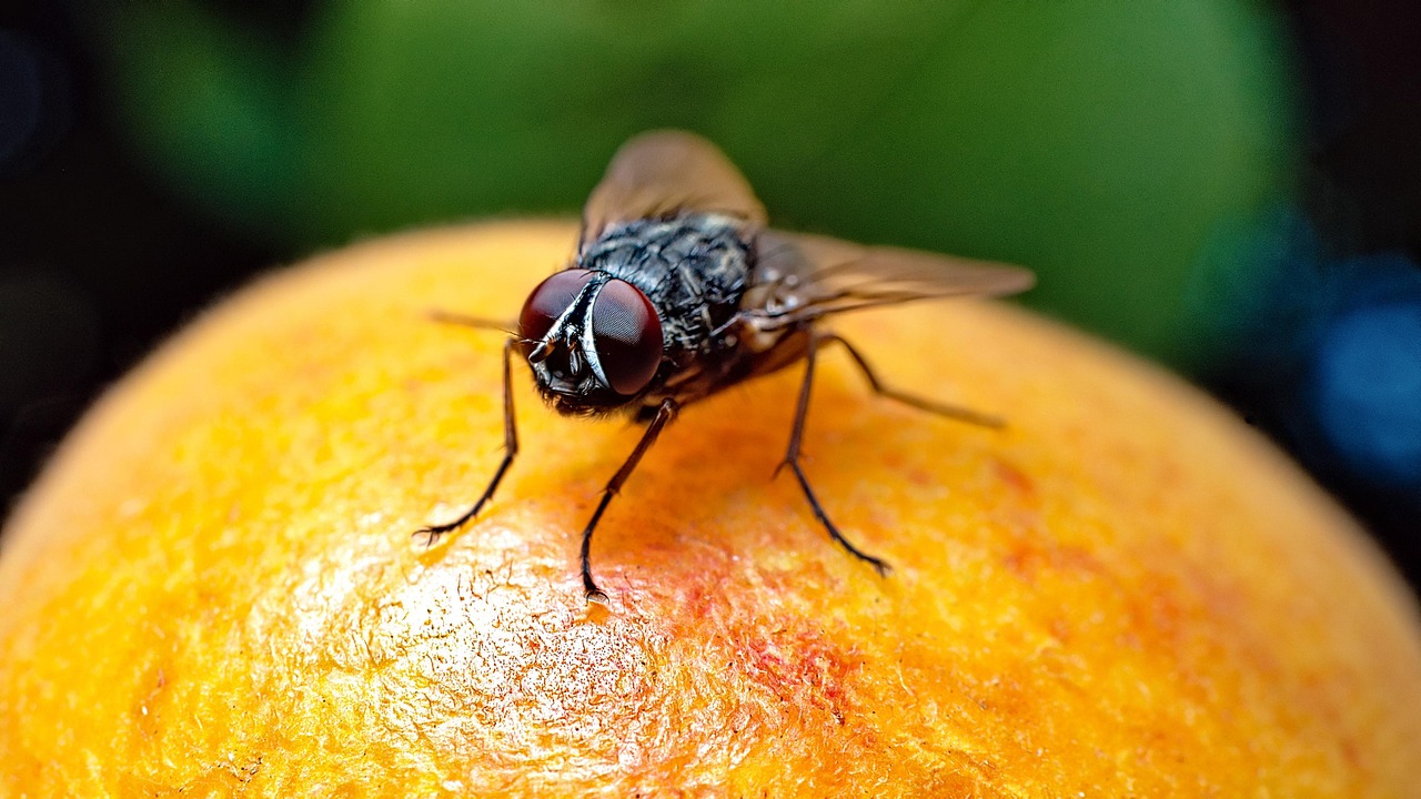 Mapping the Fruit Fly’s Brain Reveals Cognitive Secrets