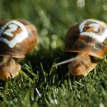 Two numbered snails race across grass, illustrating the need to balance AGI development speed with safeguards