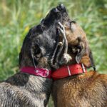 Two wet dogs stand close together, illustrating trust after an AI company discloses a safety failure.